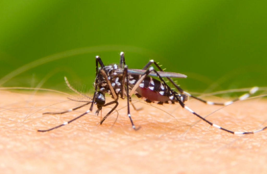 Salud pide extremar la vigilancia en huertos y balcones para evitar la proliferación del mosquito tigre